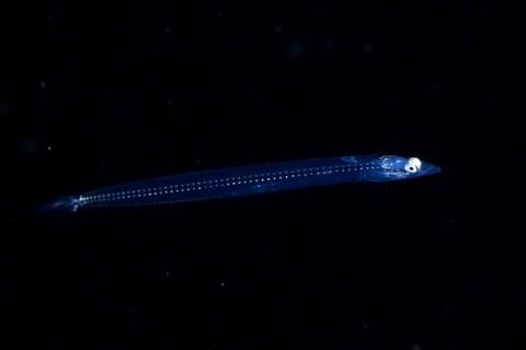 刺激的な水中生物