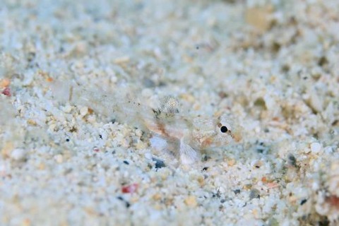 ヨリメハゼ属の1種