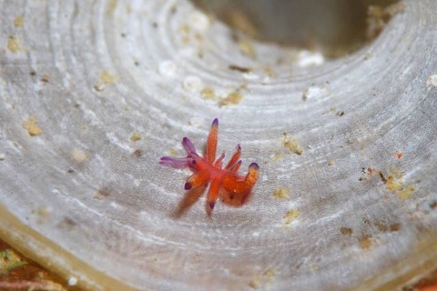 ウミウシ不明種