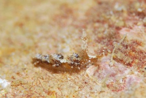 ヤマトワグシウミウシ