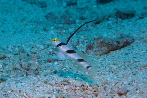 ヒレナガネジリンボウ