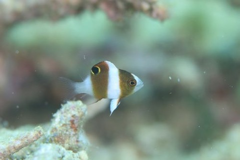 ダンダラスズメダイ