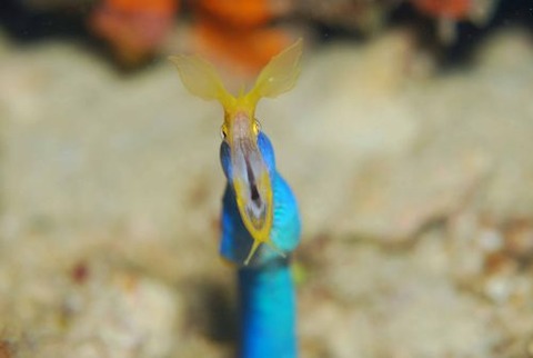 ハナヒゲウツボ