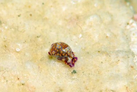 ブドウガイのなかま