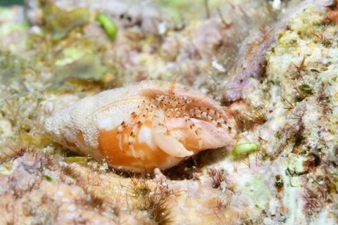 Pagurixus dissimilis