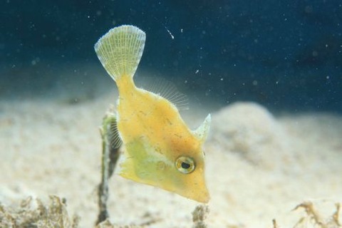 トゲカワハギ