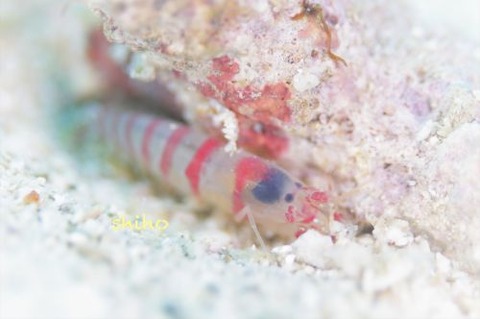 テッポウエビ科の1種