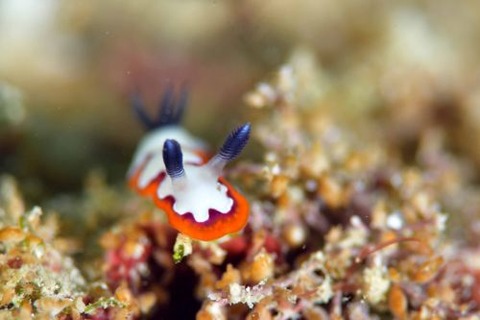 フジナミウミウシ