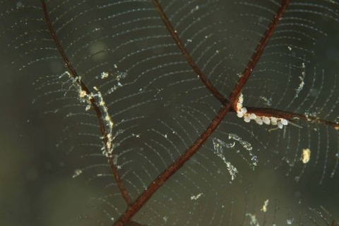 ワレカラのなかま