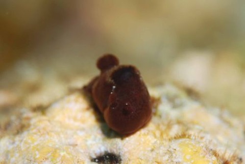 ハラックサウミウシ