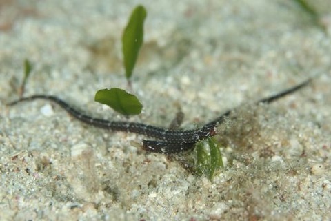 ヨウジウオ科の1種