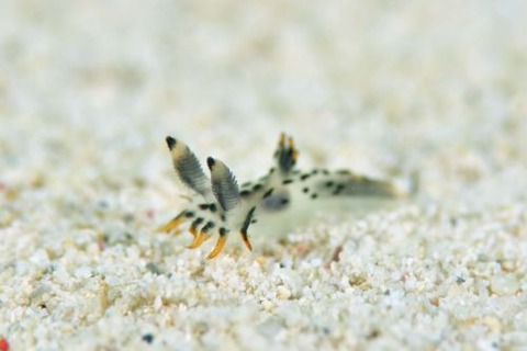 フジタウミウシ科の1種