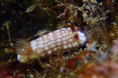 クチナシイロウミウシ