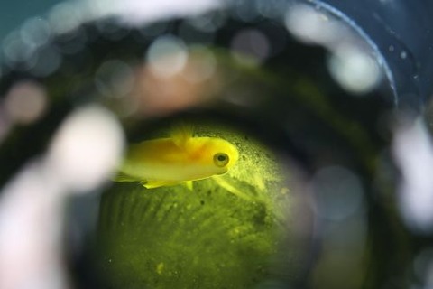 ナカモトイロワケハゼ