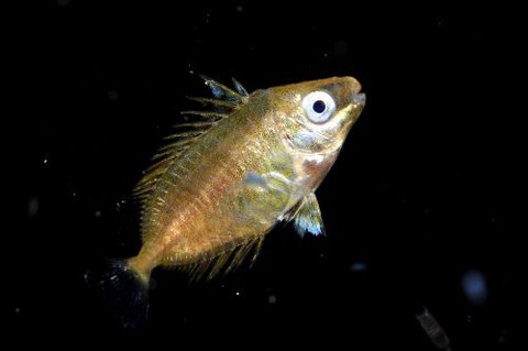 刺激的な水中生物