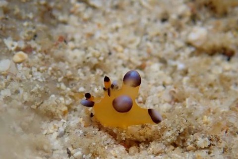 ウデフリツノザヤウミウシ