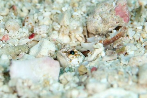 アゴアマダイ属の1種