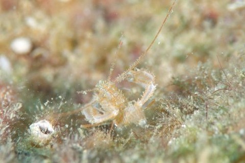 サンゴヒメエビ