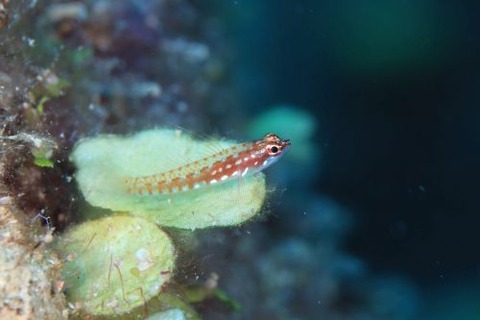 ハナグロイソハゼ