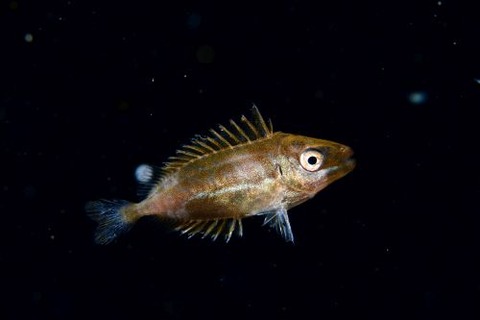 刺激的な水中生物