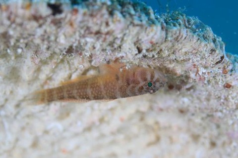 コベンケイハゼ