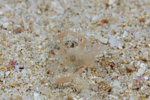 ミクロプロステマ・プルミコールネ