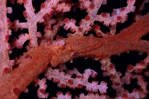 リュウグウコシオリエビ