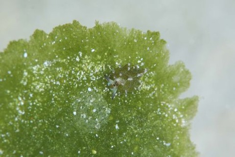 クサイロモウミウシ