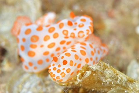 キイボキヌハダウミウシ