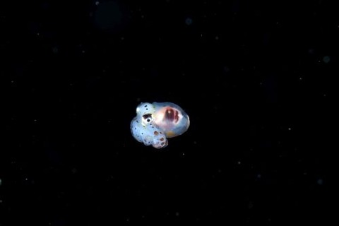 刺激的な水中生物
