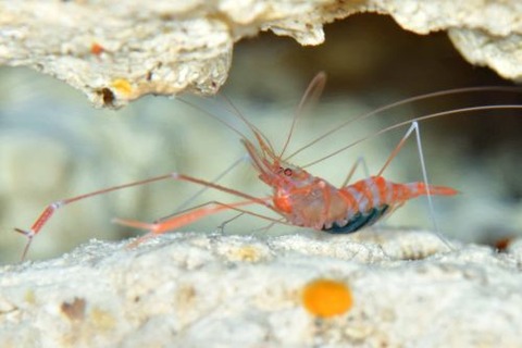 アカオビスベスベオトヒメエビ