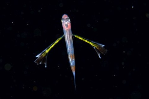 刺激的な水中生物