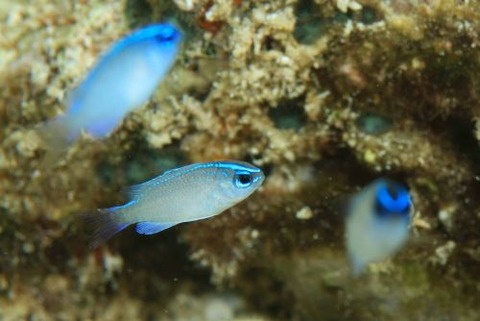 ネズスズメダイ