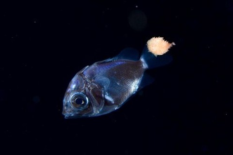 刺激的な水中生物