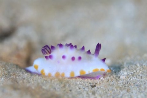 レンゲウミウシ