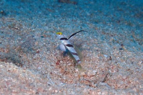 ヒレナガネジリンボウ