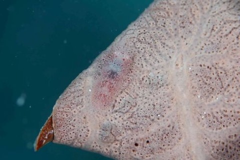 ヂェラストカリス・パロンアェ