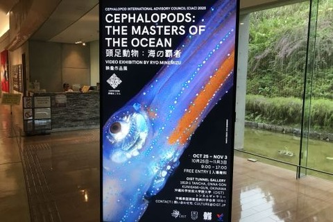 頭足動物:海の覇者