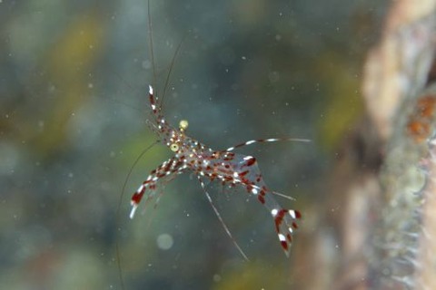 ベンテンコモンエビ