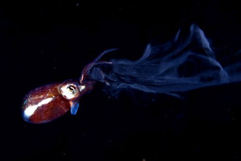 刺激的な水中生物