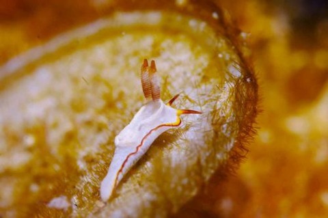 ケラマコネコウミウシ