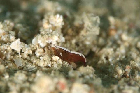 トゲテッポウエビ