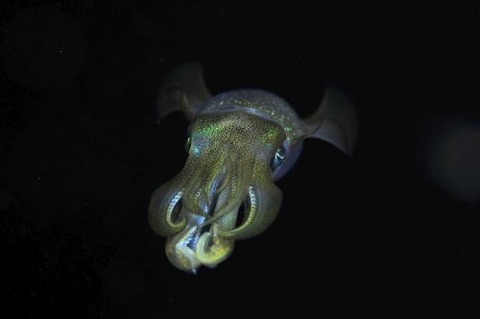 刺激的な水中生物