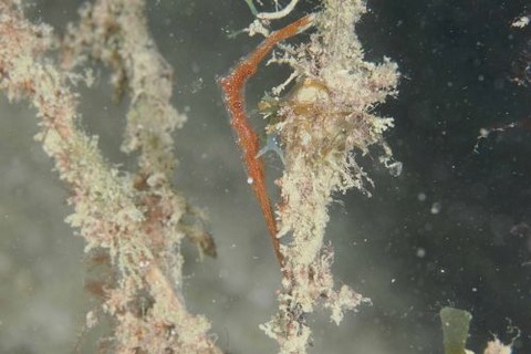 トガリモエビ属の1種