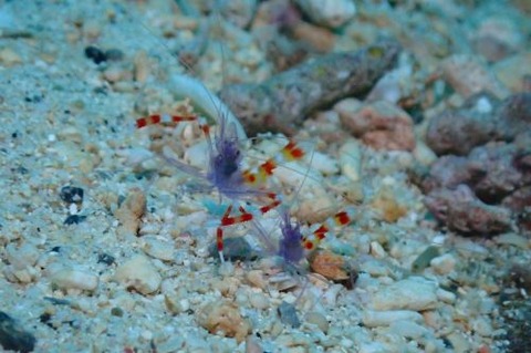 ステノプス・テヌイロストリス