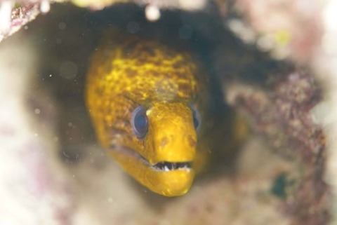 リュウキュウウツボ