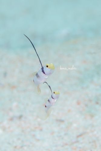 ヒレナガネジリンボウ