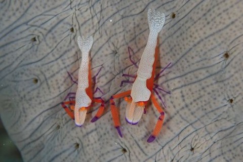 ウミウシカクレエビ