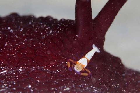 ウミウシカクレエビ