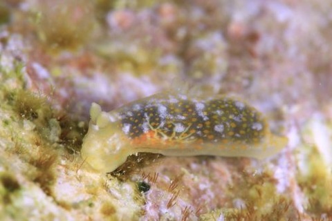 オキナワキヌハダウミウシ